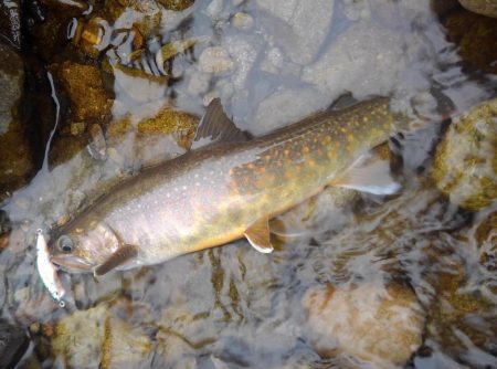 雨の渓流ミノーイング